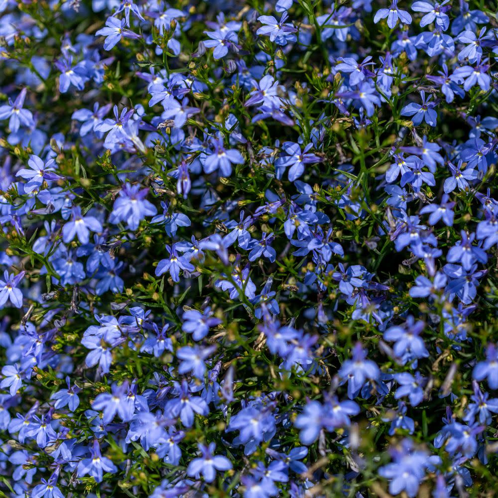 Laguna® Dark Blue Lobelia (Lobelia erinus)