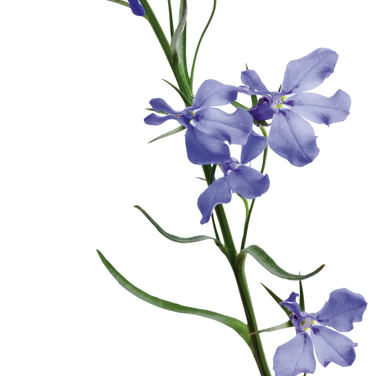 Laguna® Dark Blue Lobelia (Lobelia erinus)