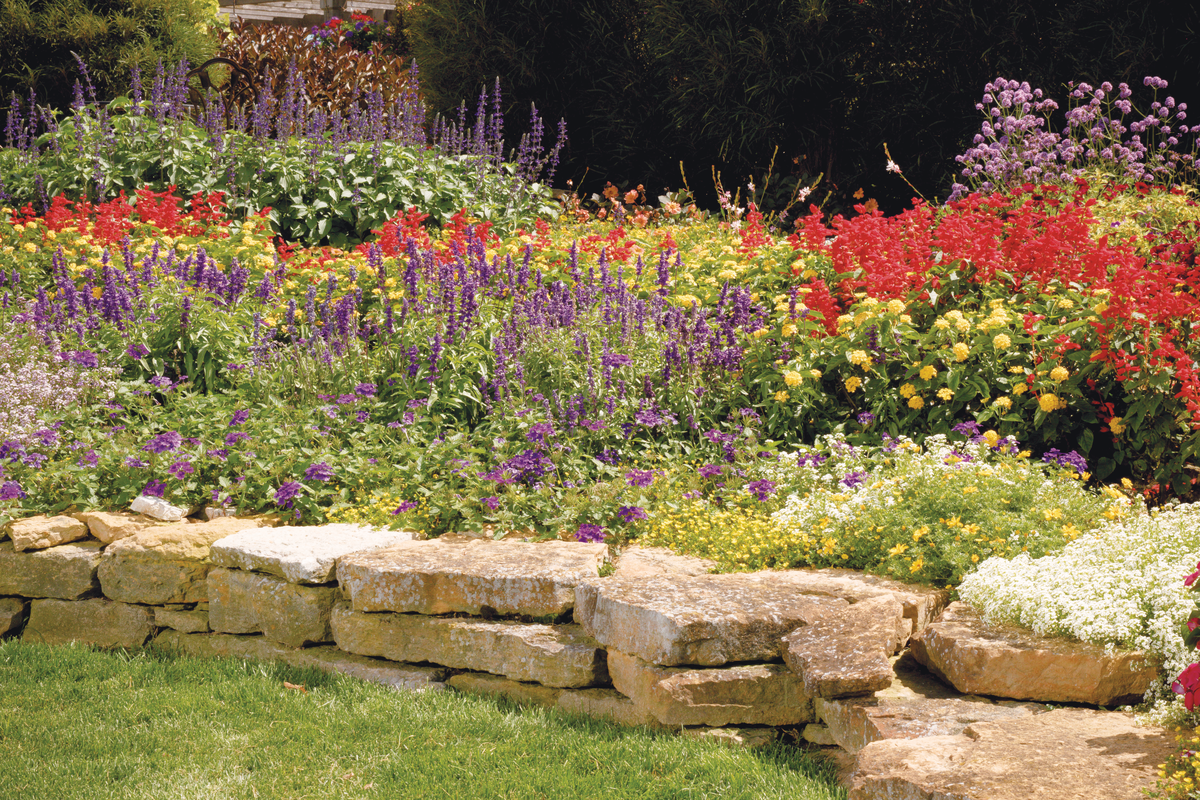 Color Spires® 'Violet Riot' Perennial Salvia