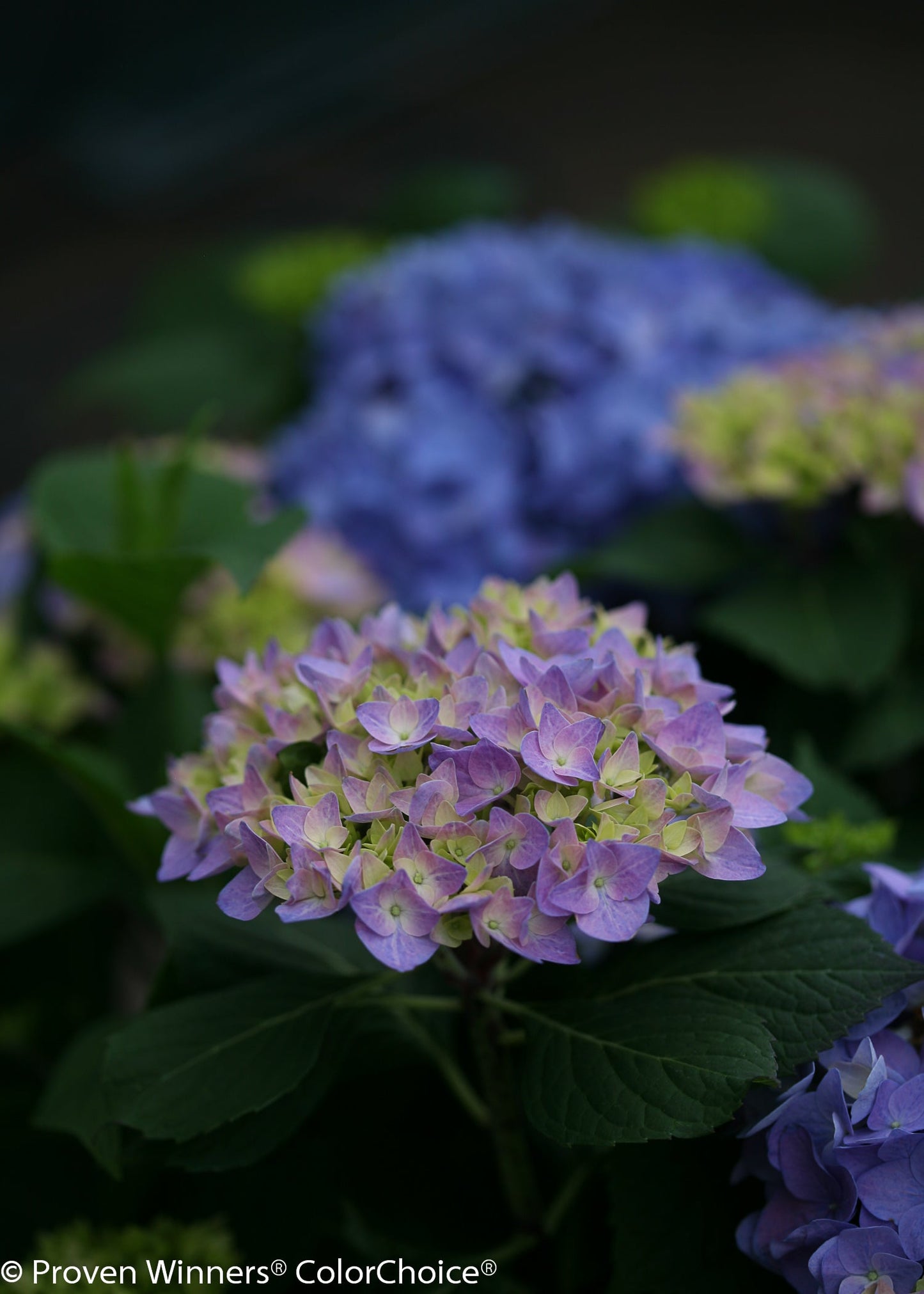 Let's Dance® Rhythmic Blue® Reblooming Hydrangea (Macrophylla)
