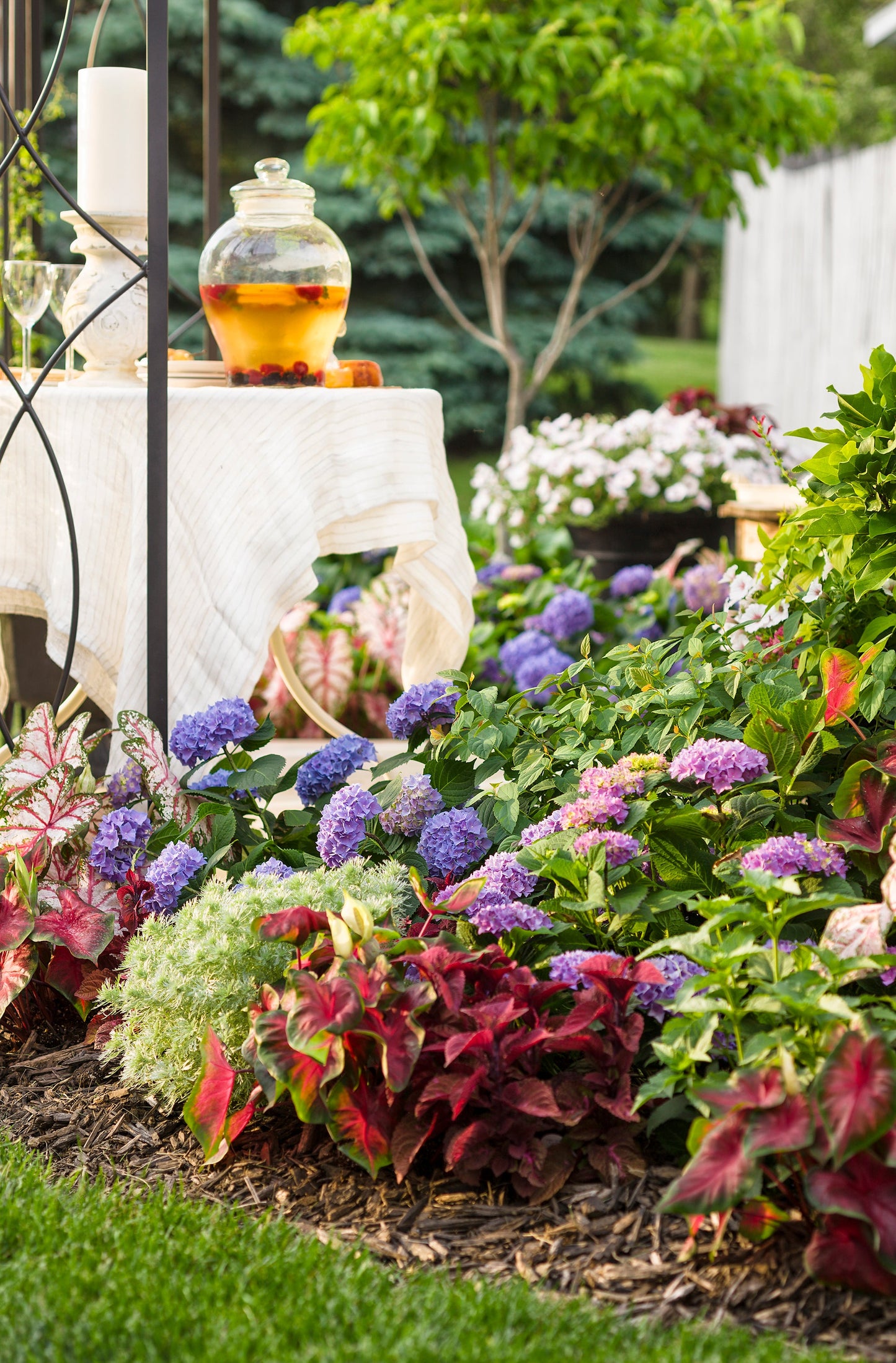 Shrub Plants|Hydrangea Macrophylla - Let's Dance Rhythmic Blue Reblooming Hydrangea 3