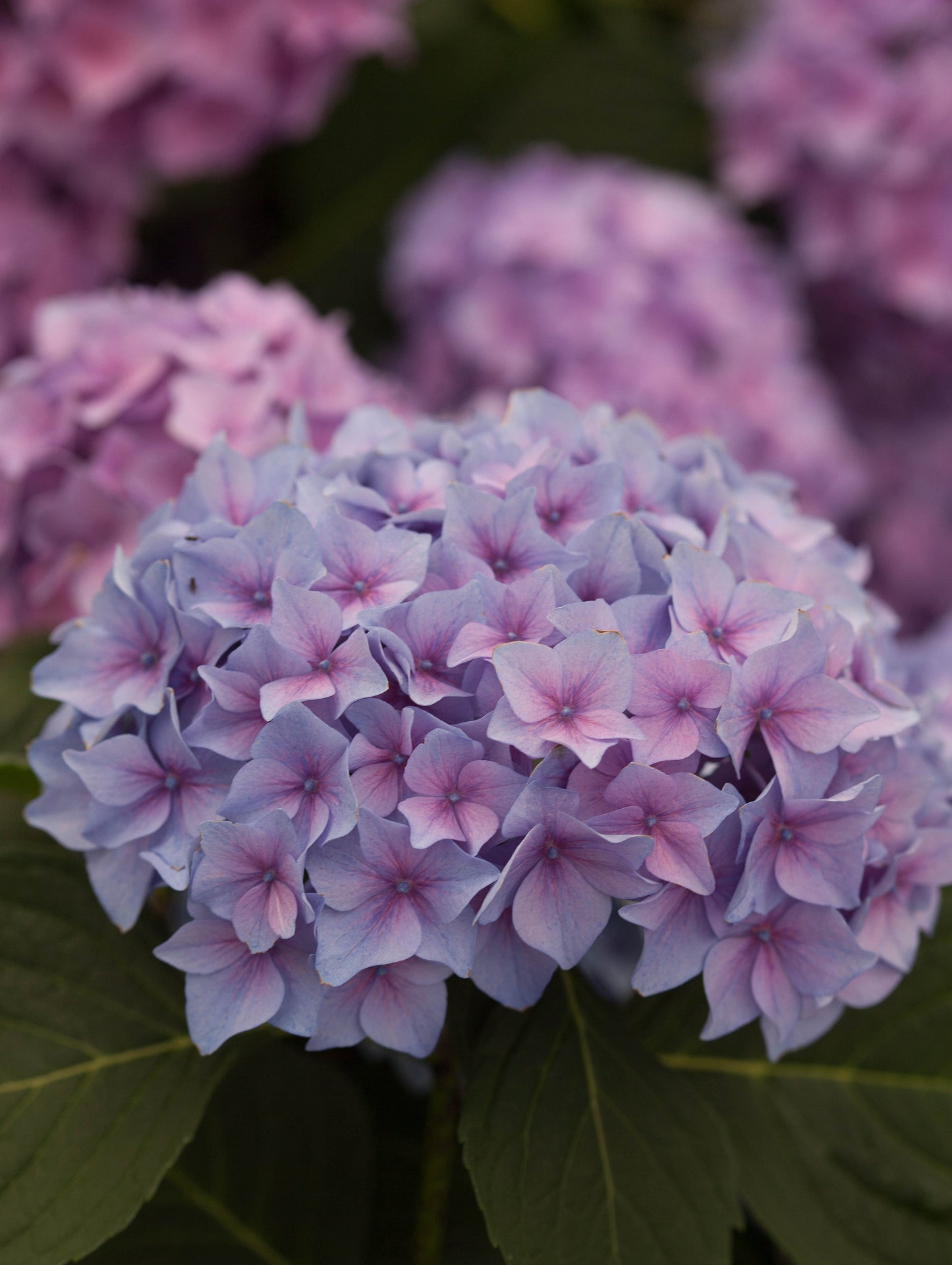Shrub Plants|Hydrangea Macrophylla - Let's Dance Rhythmic Blue Reblooming Hydrangea 5
