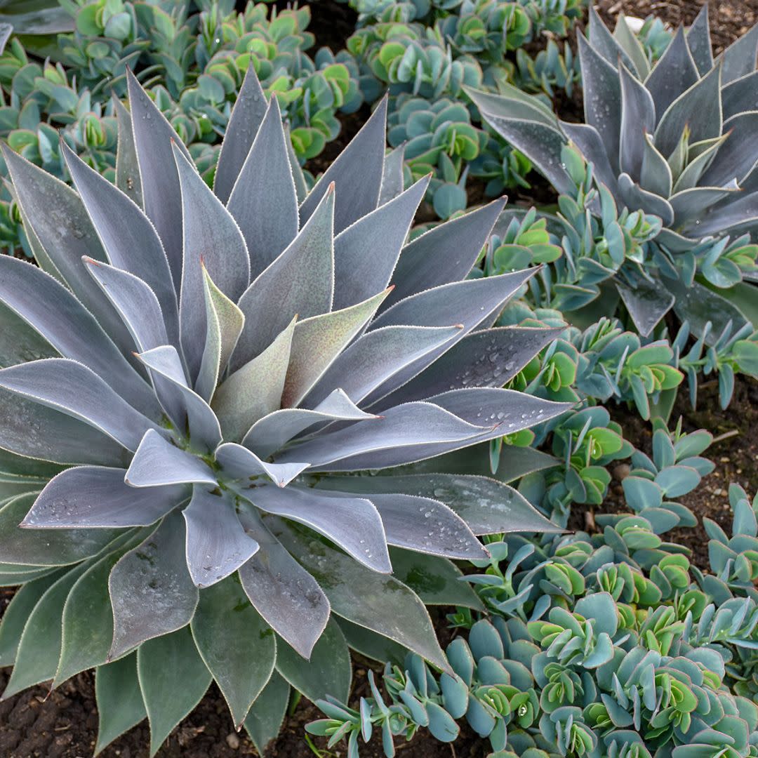 Art & Sol® 'Lavender Lady' Mangave (hybrid)