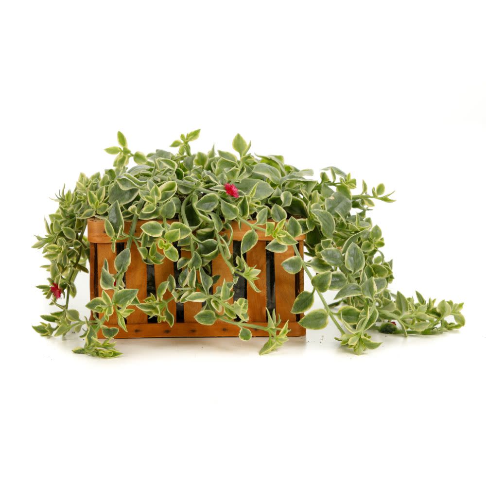 Mezoo™ Trailing Red Livingstone Daisy (Aptenia cordifolia)