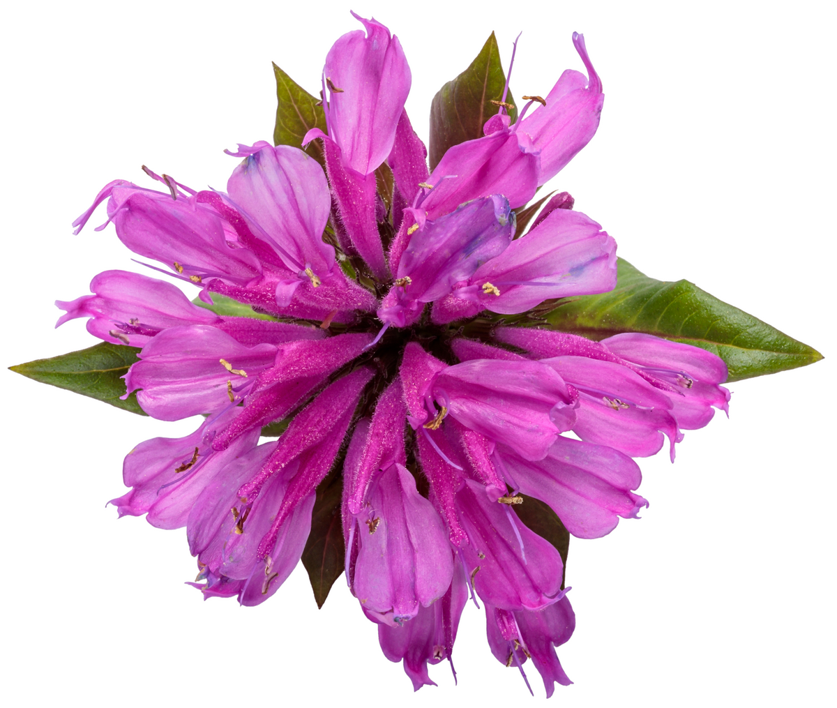 'Pardon My Lavender II' Bee Balm (Monarda)