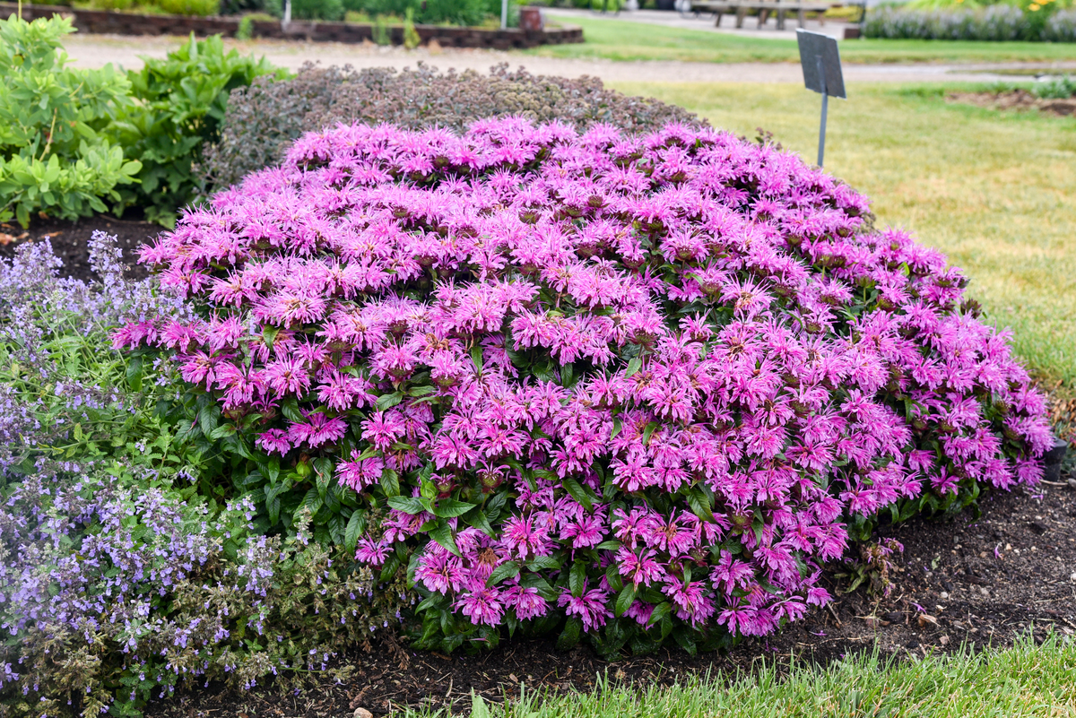 'Pardon My Lavender II' Bee Balm (Monarda)