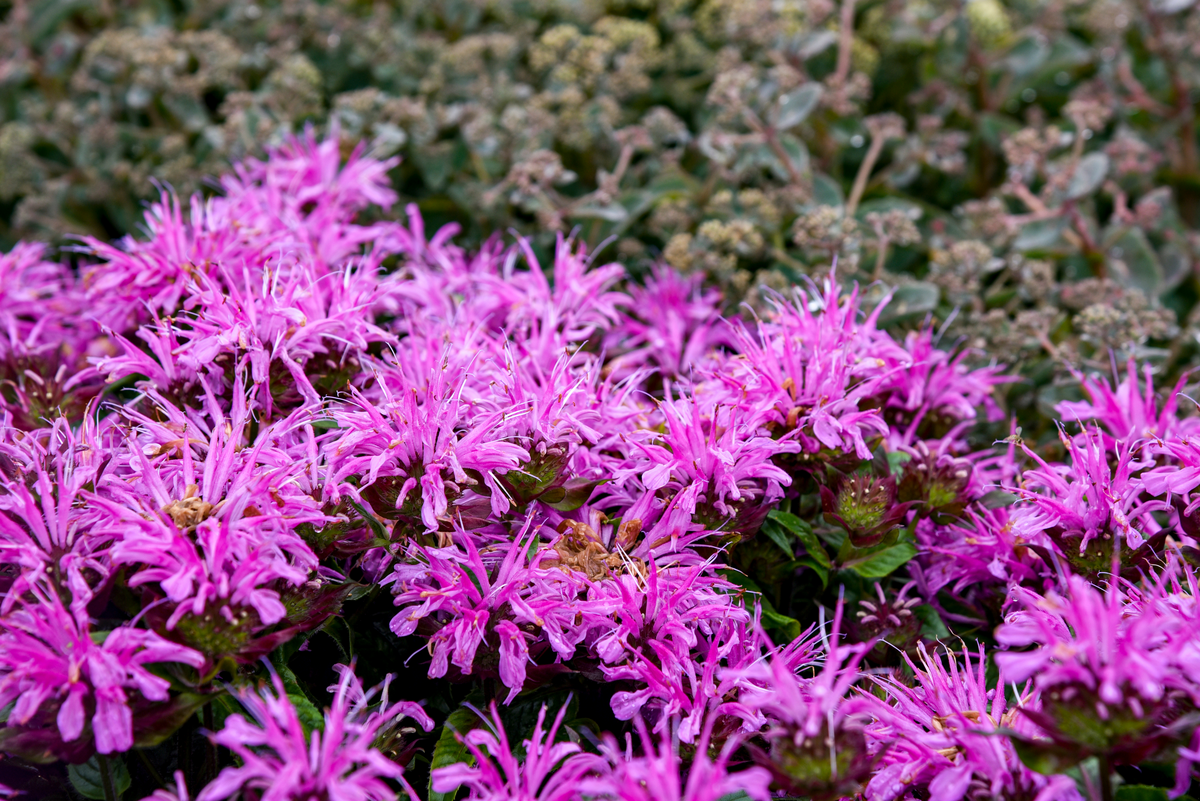 'Pardon My Lavender II' Bee Balm (Monarda)
