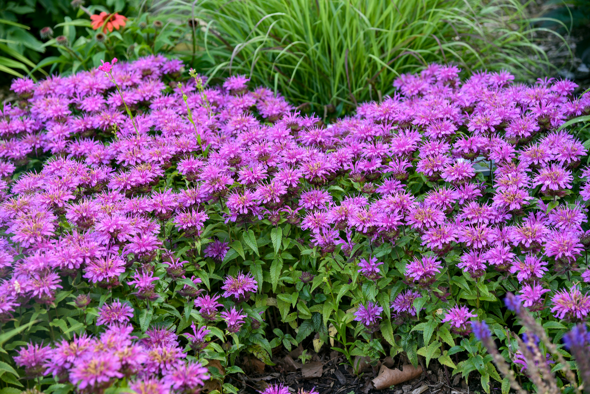 'Pardon My Lavender II' Bee Balm (Monarda)