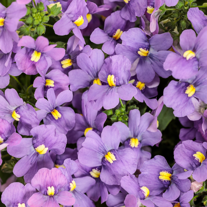 Bluebird Bluebird Nemesia up close.