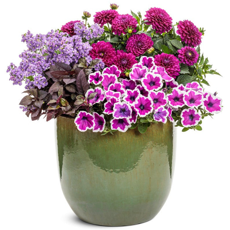 Bluebird Bluebird Nemesia in use.