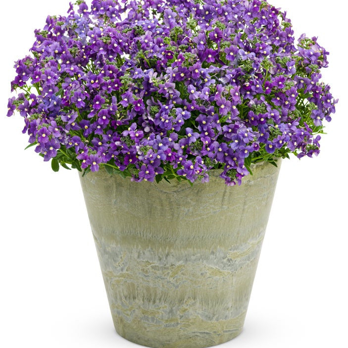 Bluebird Bluebird Nemesia in use.