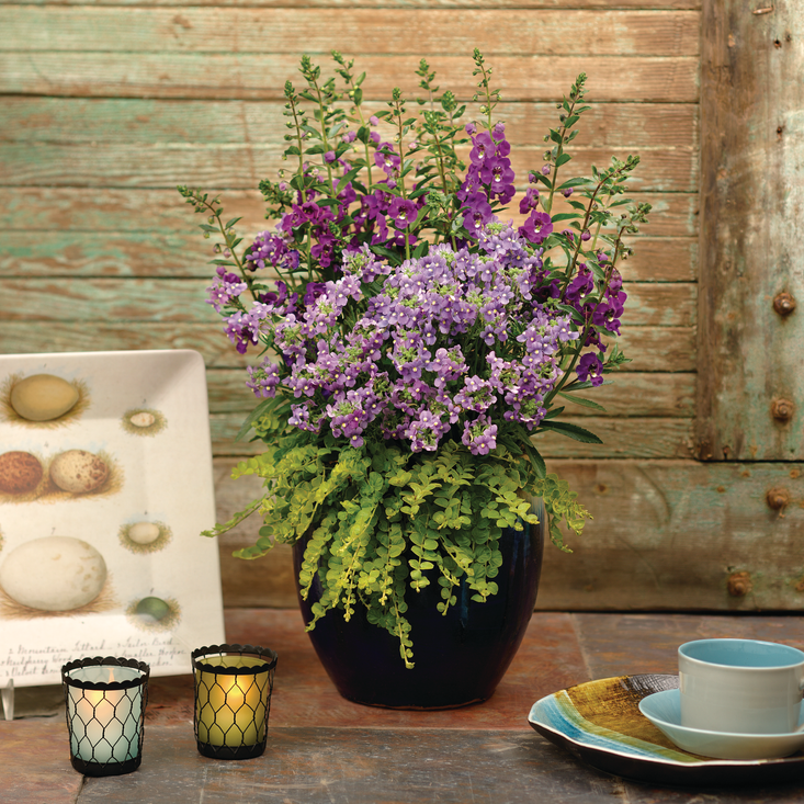 Bluebird Bluebird Nemesia in use.