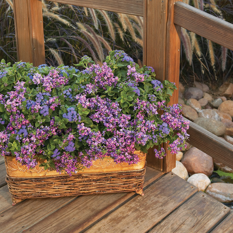 Bluebird Bluebird Nemesia in use.