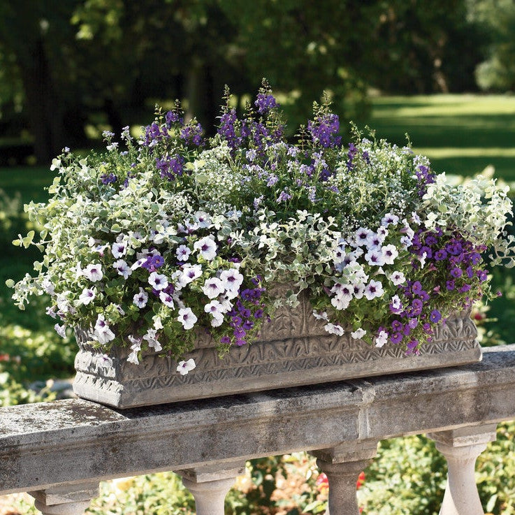 Bluebird Bluebird Nemesia in use.