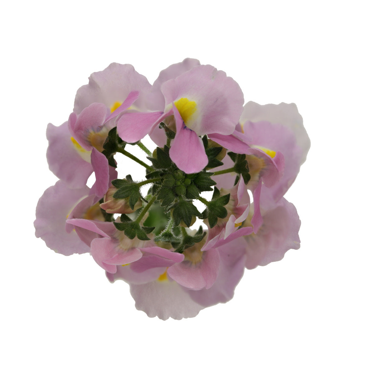 Aromance® Pink Nemesia (Nemesia fruticans)