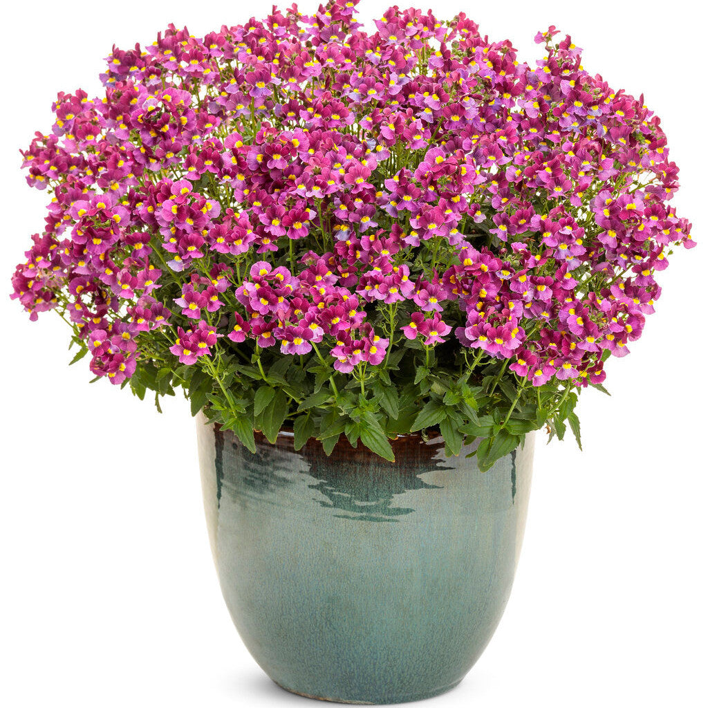 Aromance Mulberry Nemesia in use.