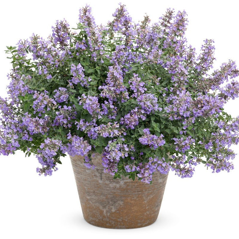 'Cat's Meow' 'Cat's Meow' Catmint in use.