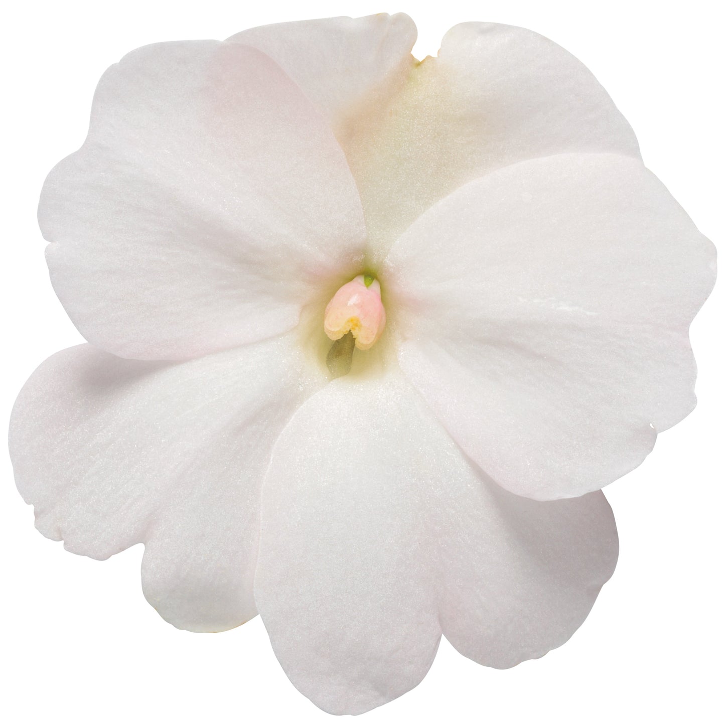 Proven Selections® SunPatiens® Compact Classic White Impatiens (Impatiens x hybrida)