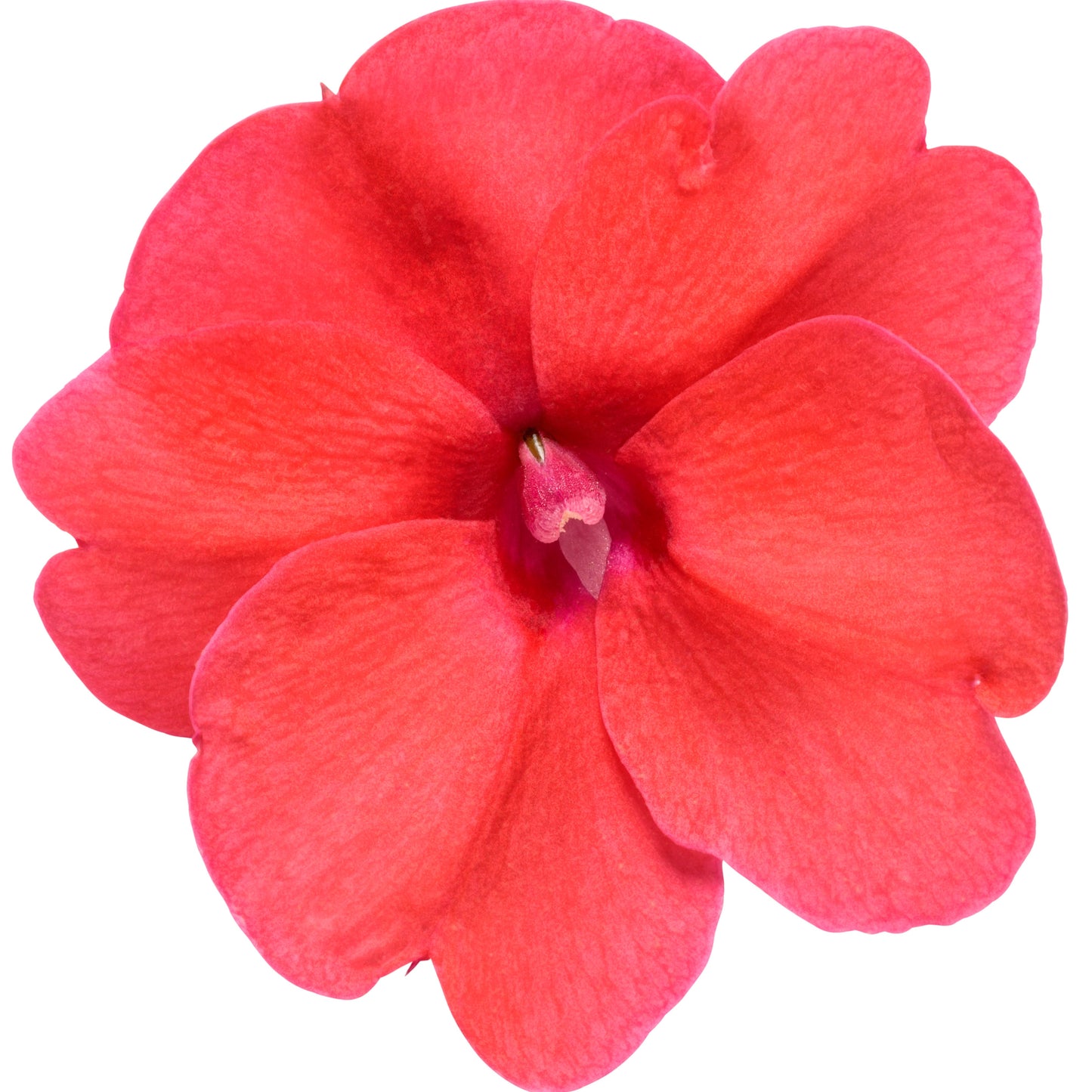 Proven Selections® SunPatiens® Compact Deep Rose Impatiens (Impatiens x hybrida)