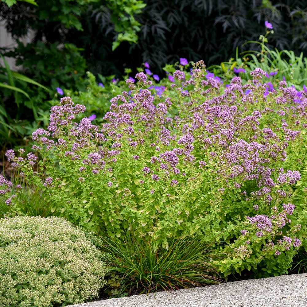 'Drops of Jupiter' Ornamental Oregano (Origanum hybrid)