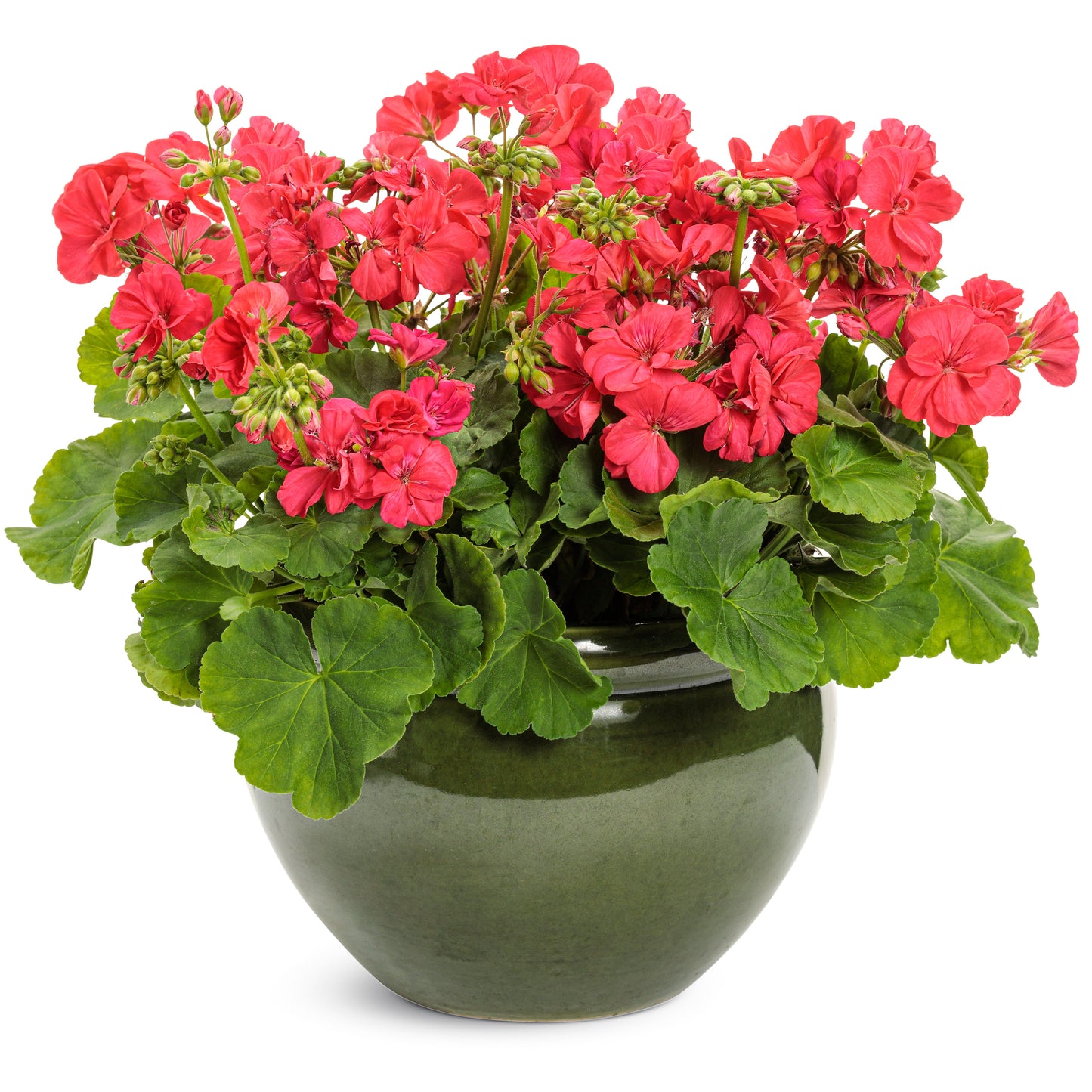 Boldly® Coral Geranium (Pelargonium interspecific)