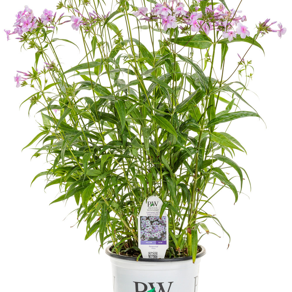'Opening Act Pink-a-Dot' Phlox (Phlox hybrid)