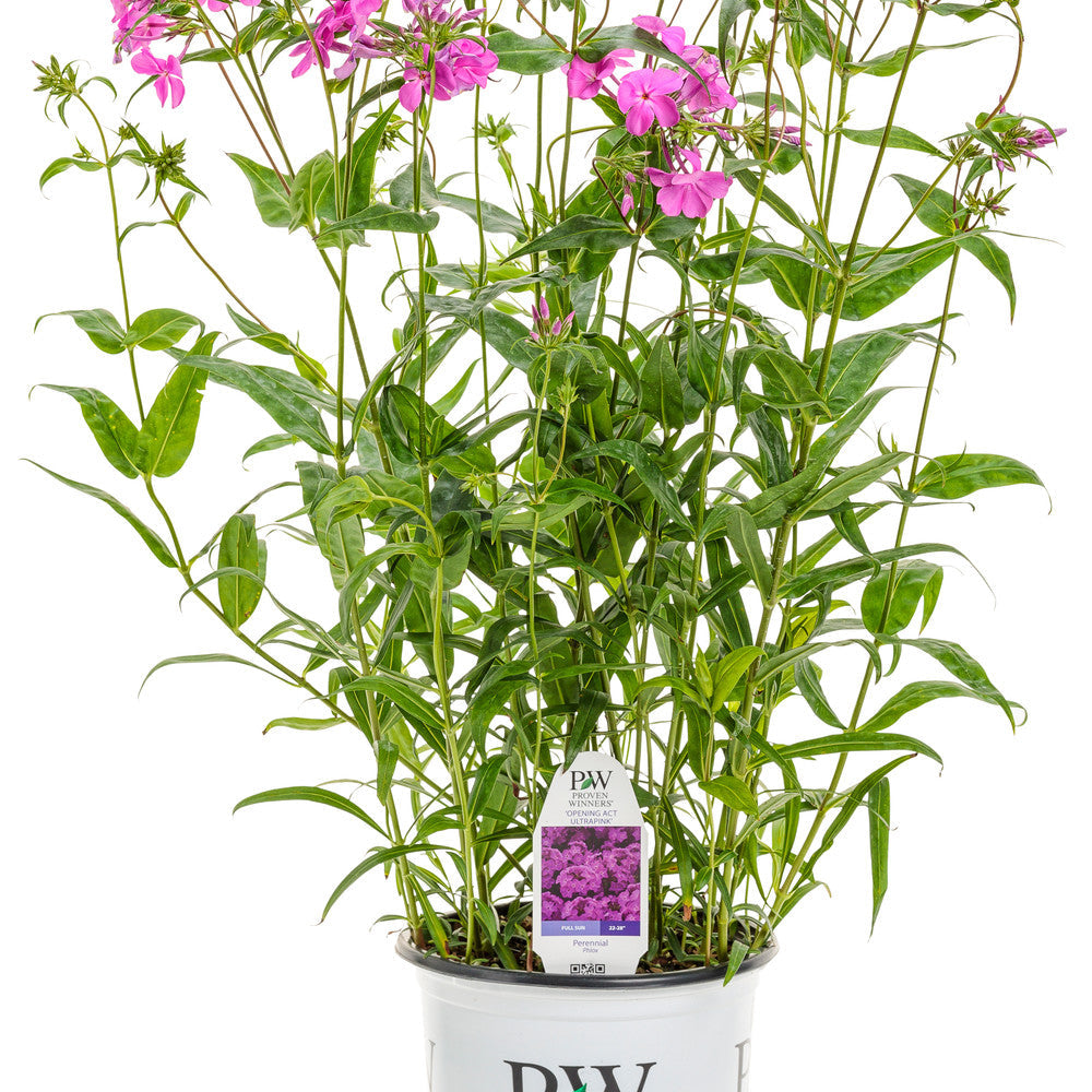 'Opening Act Ultrapink' Phlox (Phlox hybrid)