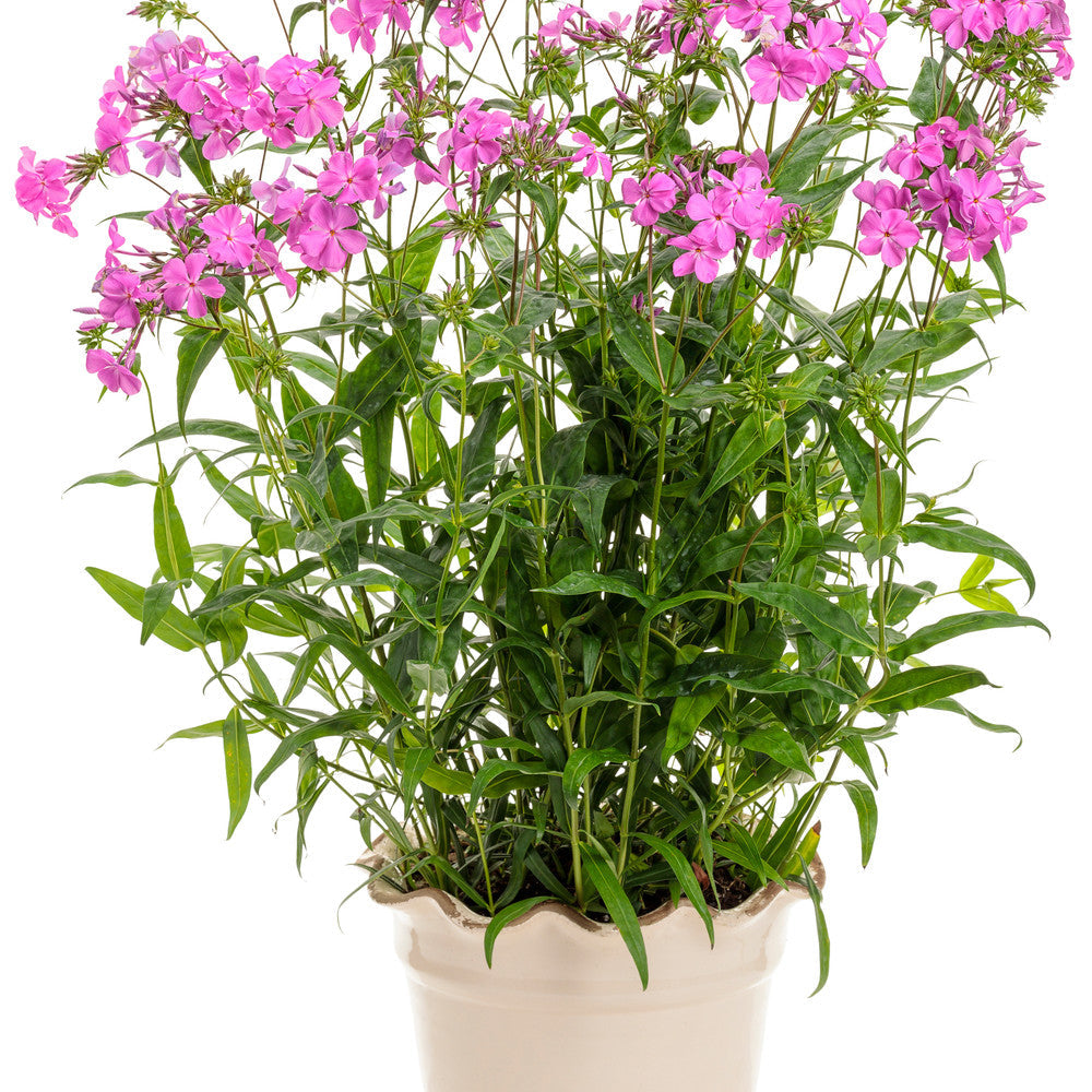 'Opening Act Ultrapink' Phlox (Phlox hybrid)