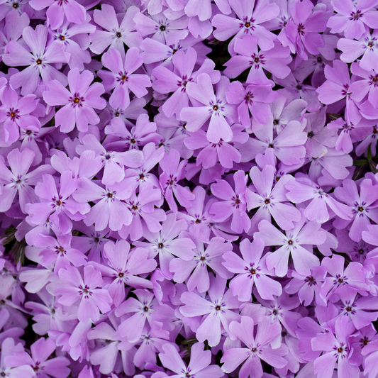 Spring Bling 'Pink Sparkles' Hybrid Spring Phlox up close.