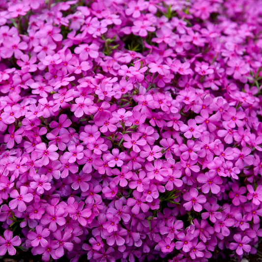 Spring Bling 'Ruby Riot' Hybrid Spring Phlox up close.