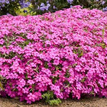 Spring Bling 'Ruby Riot' Hybrid Spring Phlox in use.