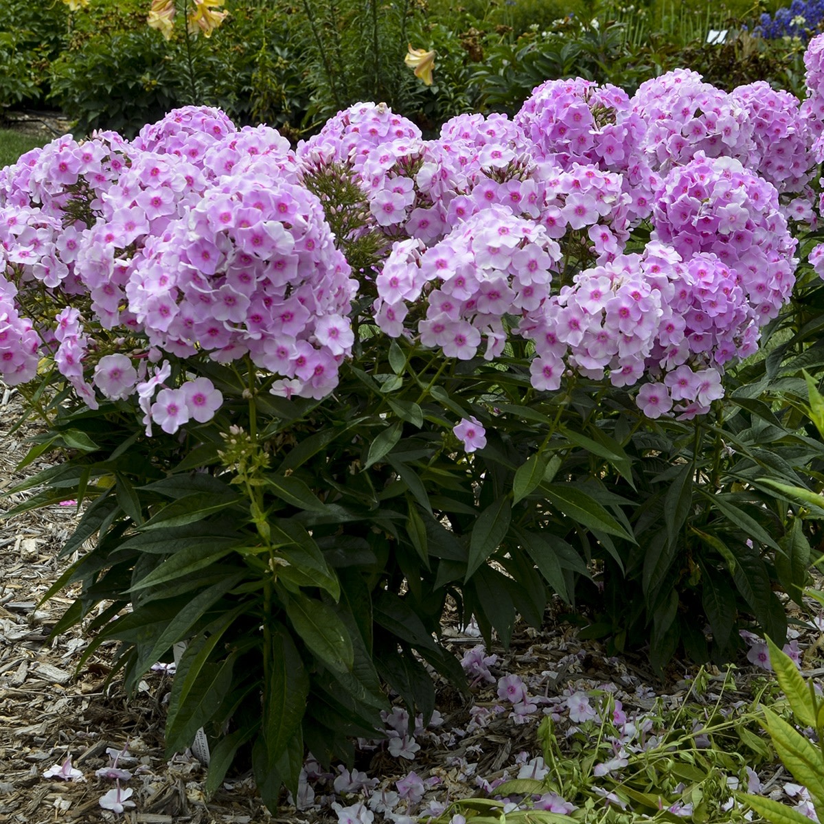 Luminary® 'Opalescence' Tall Garden Phlox (Phlox paniculata)