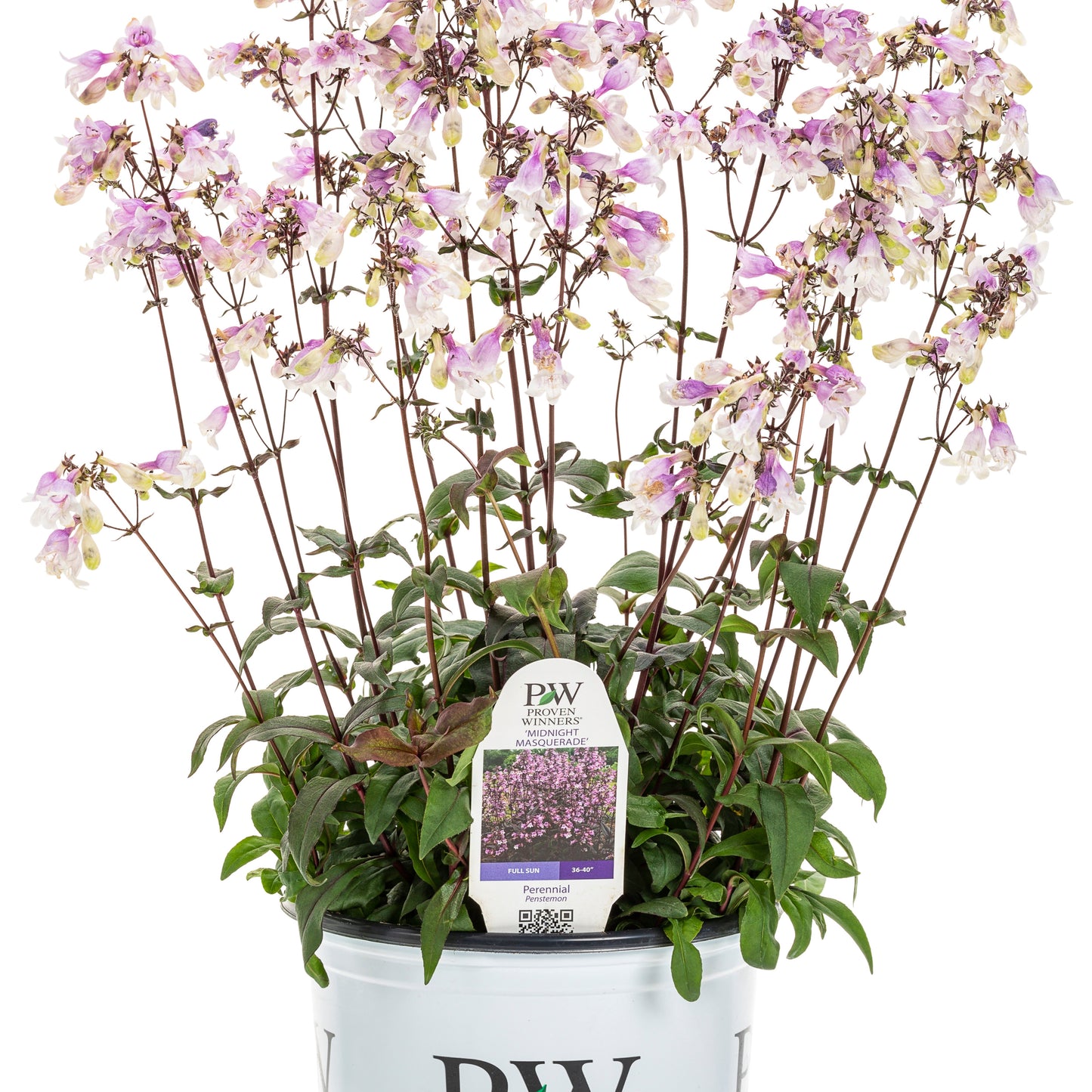 'Midnight Masquerade' Beardtongue (Penstemon hybrid)