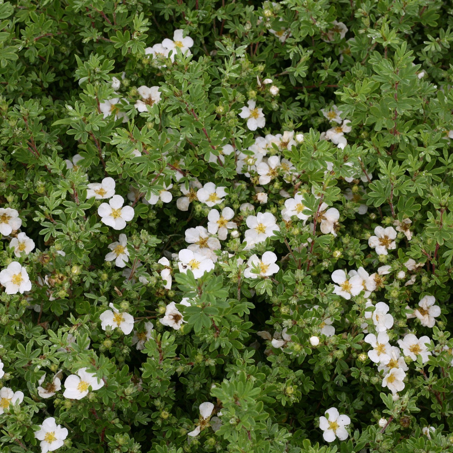 Happy Face White Potentilla up close.