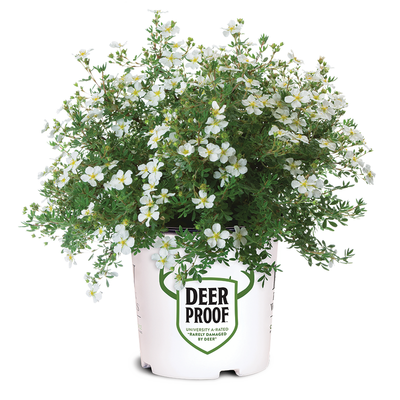 Happy Face White Happy Face White Potentilla in container.