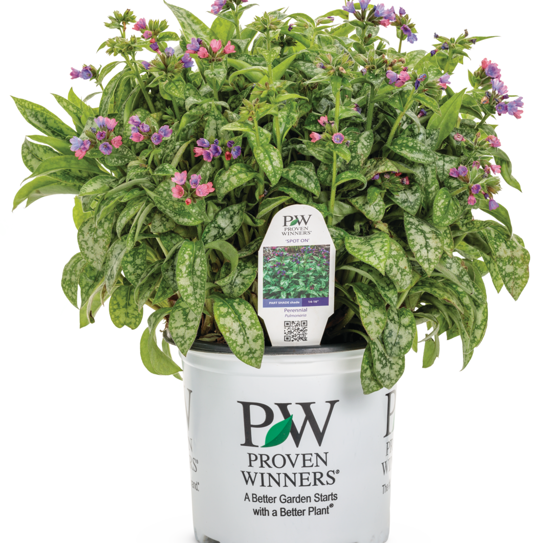 'Pink-a-Blue' Lungwort in container.