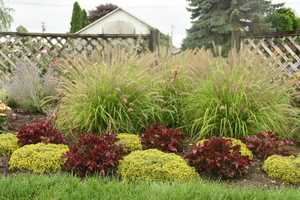 Prairie Winds® 'Lemon Squeeze' Fountain Grass (Pennisetum)