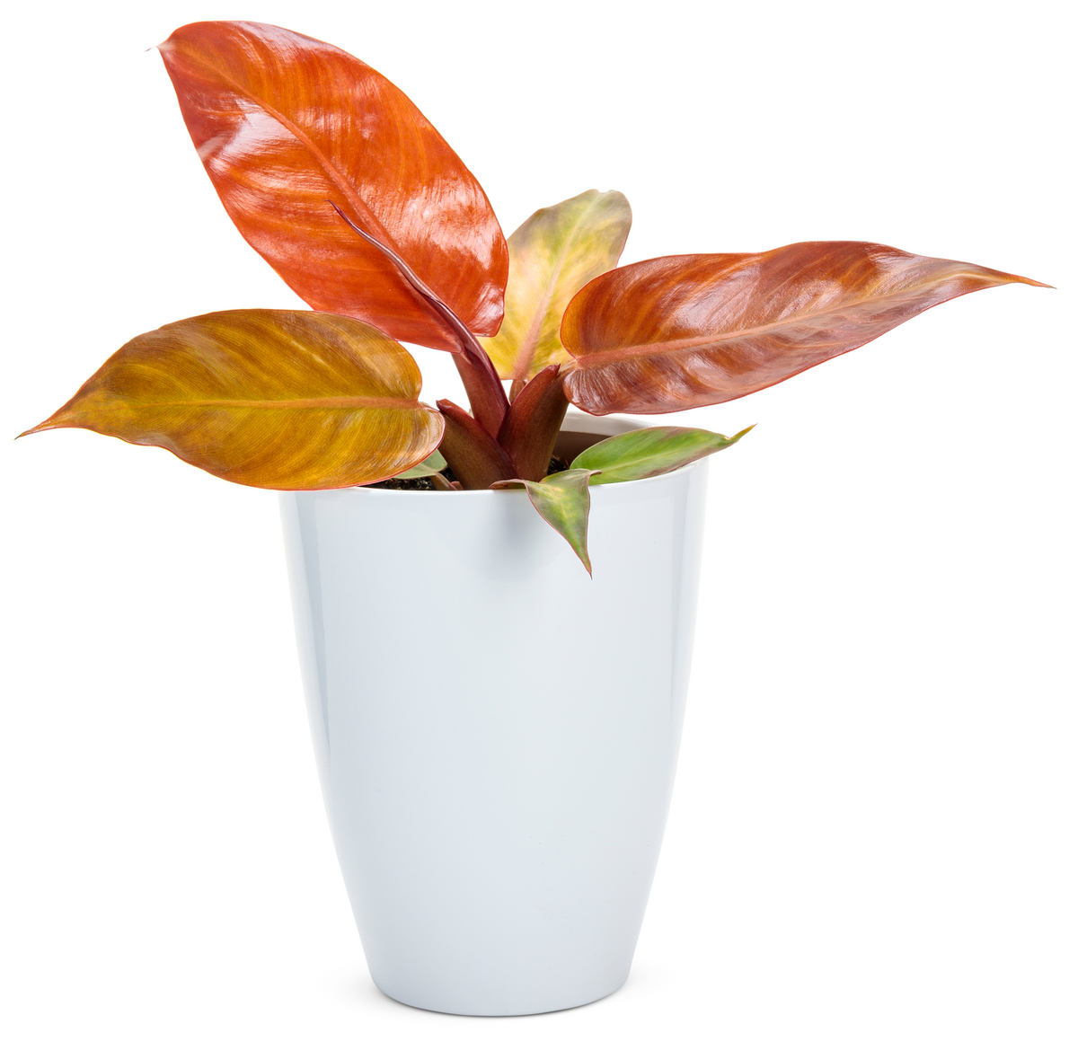 Prismacolor™ Sun Red™ (Philodendron)