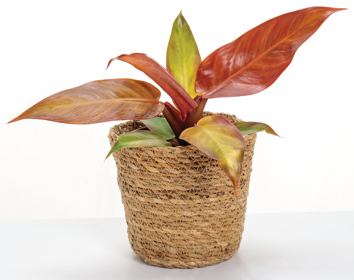 Prismacolor™ Sun Red™ (Philodendron)