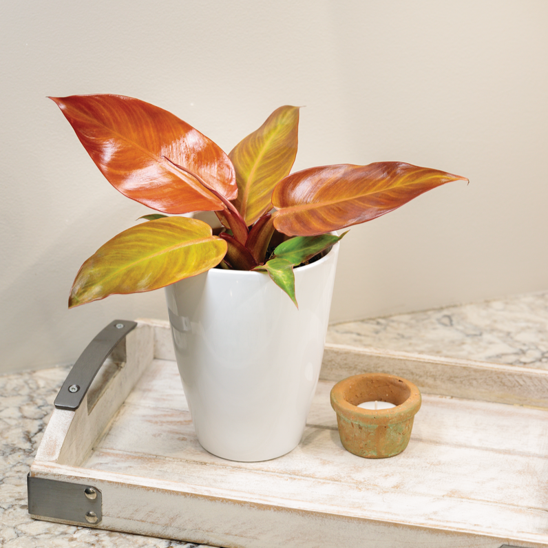 Prismacolor™ Sun Red™ (Philodendron)