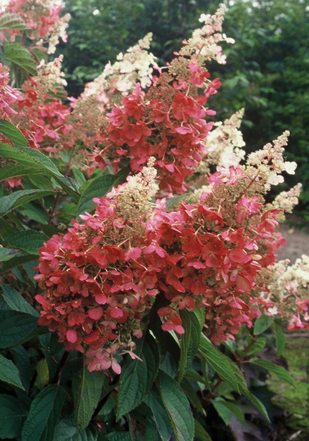 Proven Winners® Shrub Plants|Paniculata - Pinky Winky Hardy Hydrangea 1