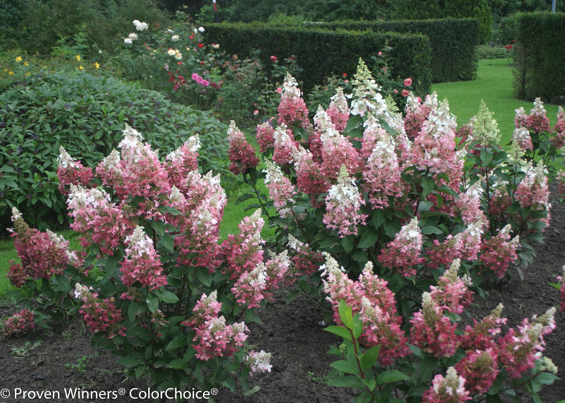 Proven Winners® Shrub Plants|Paniculata - Pinky Winky Hardy Hydrangea 2