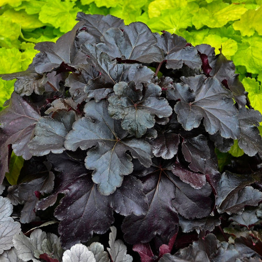 Perennial Plants|Heuchera - Primo 'Black Pearl' Coral Bells 2