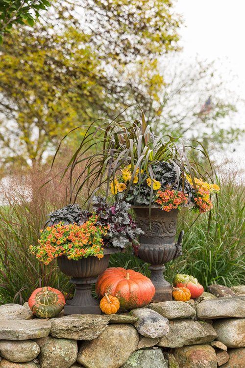 Perennial Plants|Heuchera - Primo 'Black Pearl' Coral Bells 3