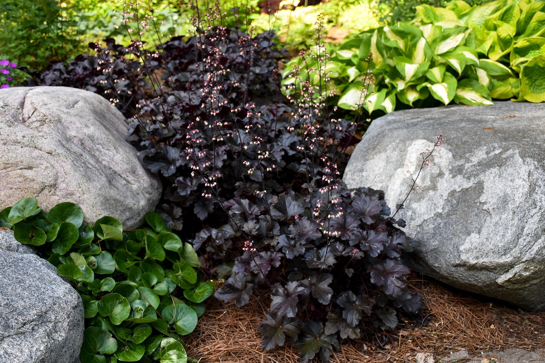 Perennial Plants|Heuchera - Primo 'Black Pearl' Coral Bells 5