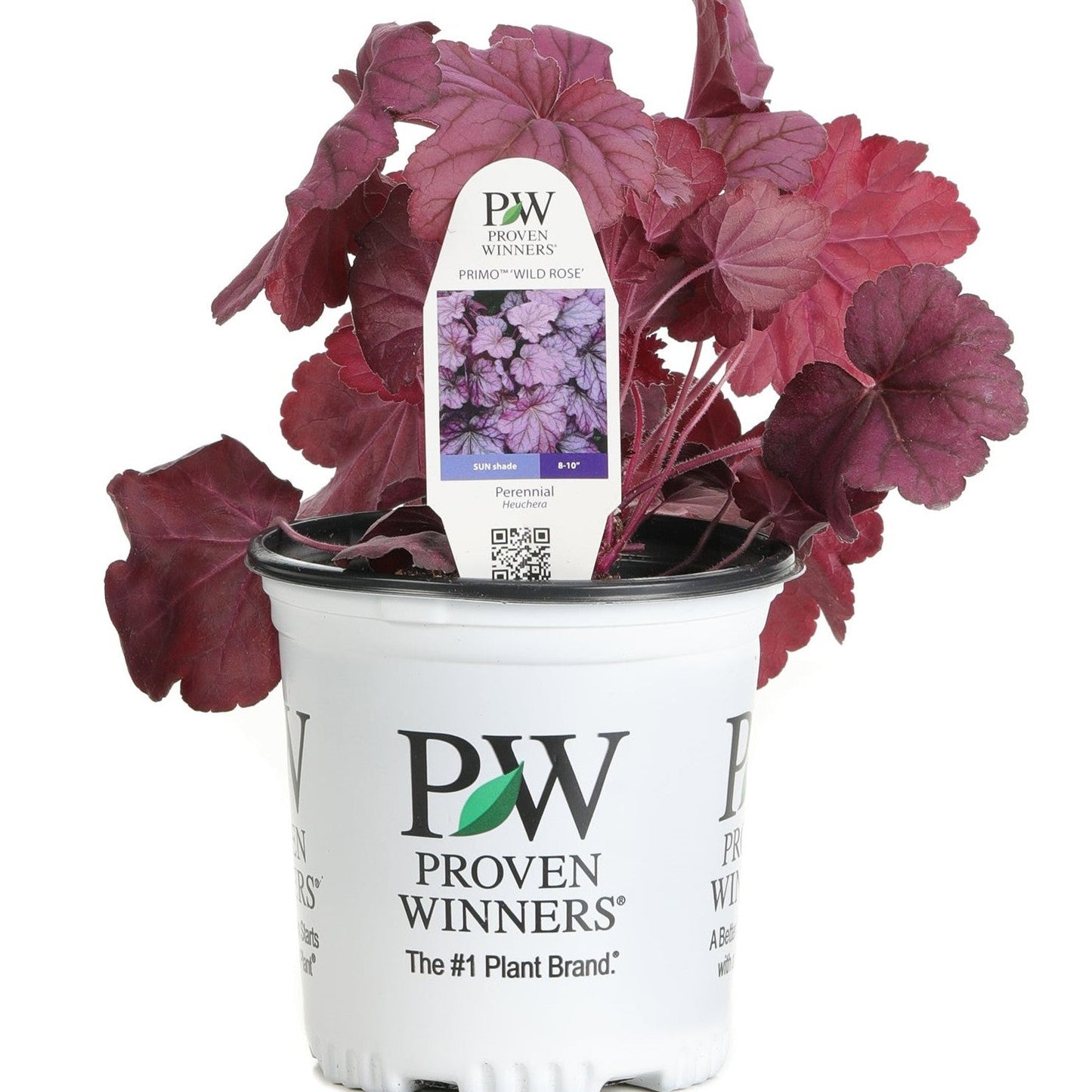 Primo® 'Wild Rose' Coral Bells (Heuchera hybrid)