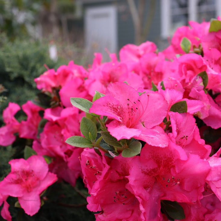 Perfecto Mundo Epic Pink® Reblooming Azalea close up.