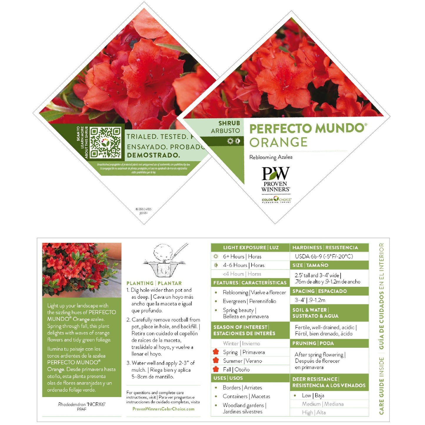 Perfecto Mundo® Orange Reblooming Azalea (Rhododendron x)