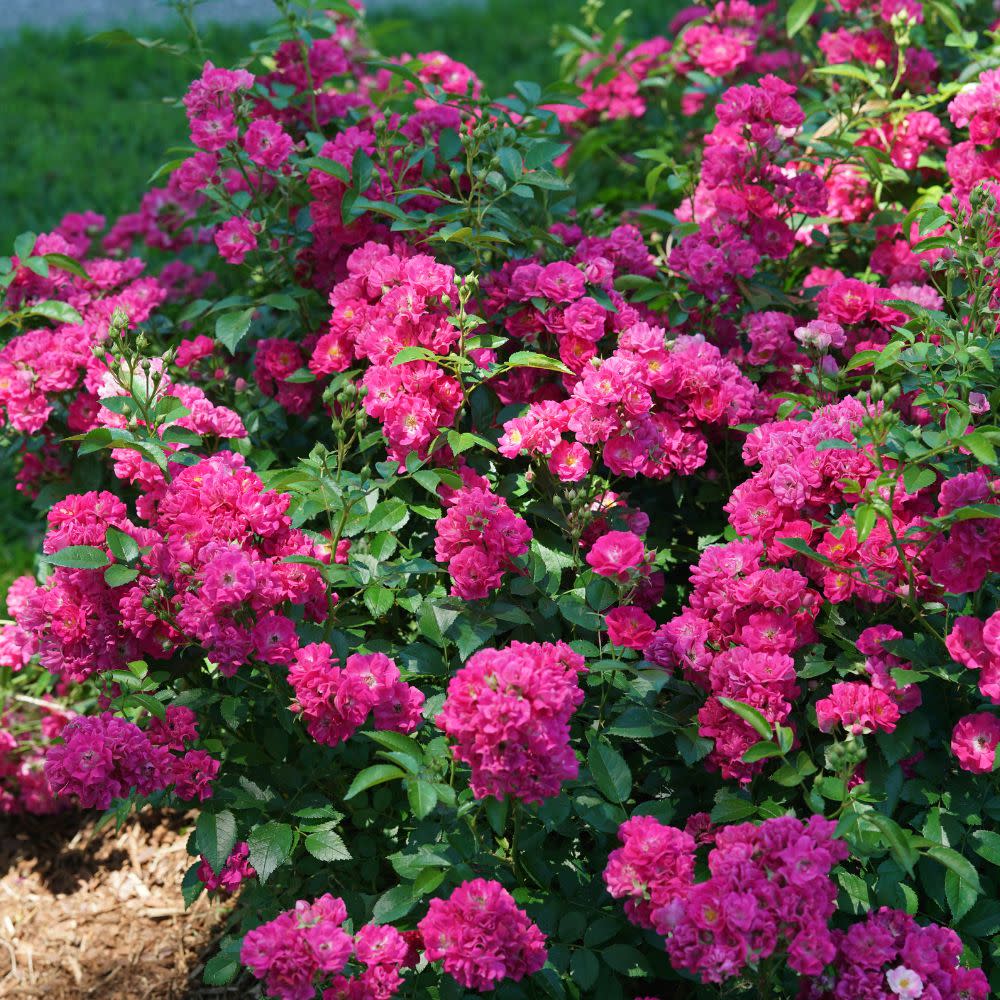 Oso Easy Peasy® Rose (Rosa x)