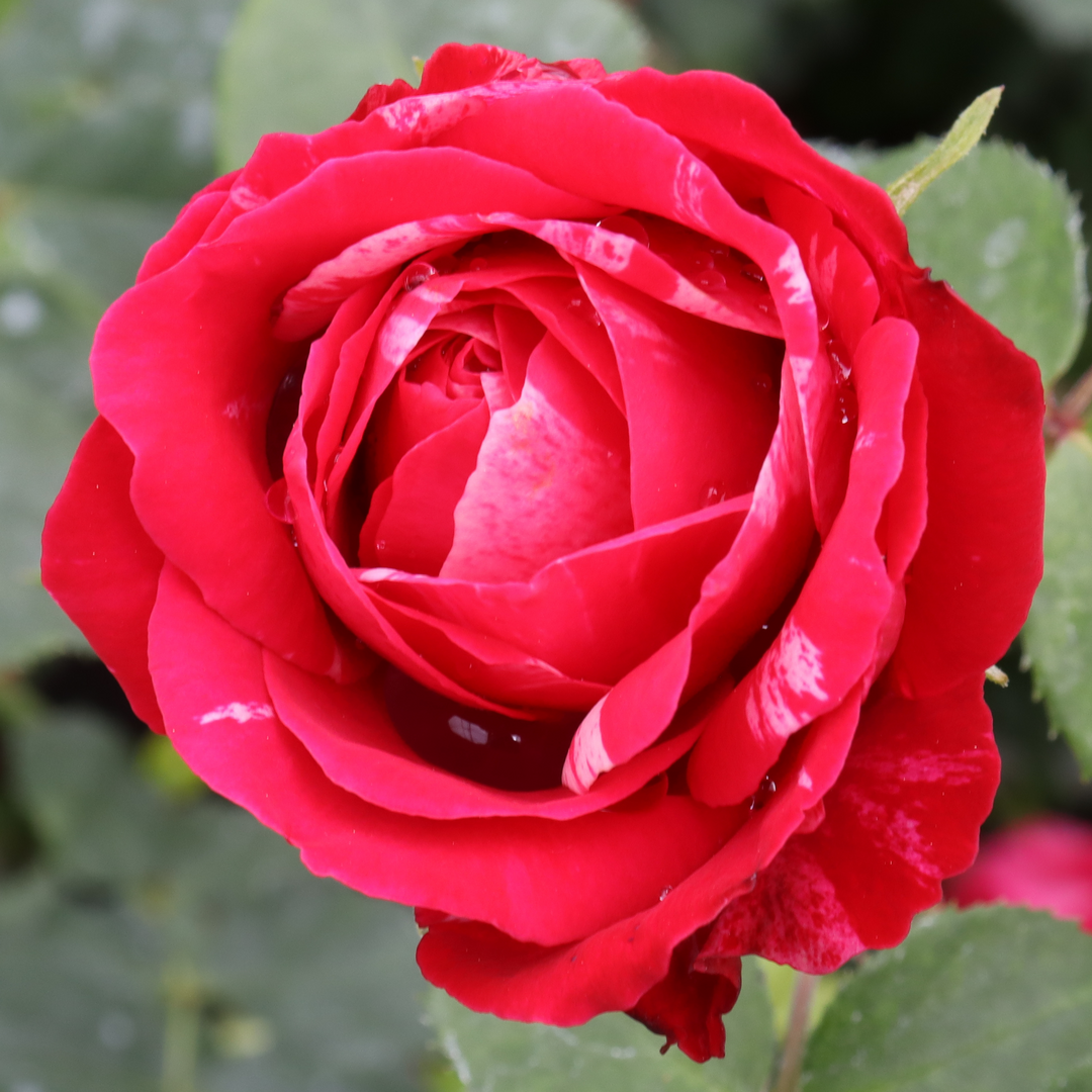 Oso Easy Red Stripe Oso Easy Red Stripe Landscape rose up close.